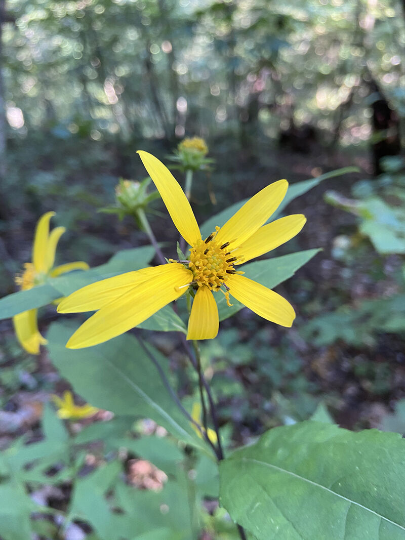 Green-headed coneflower along Moormans River